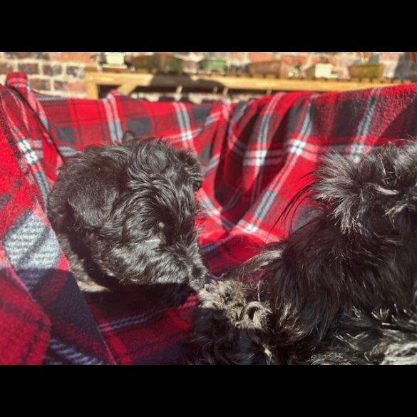 Scottish Terrier - Both