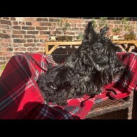 Scottish Terrier - Both