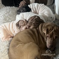 Shar Pei - Both