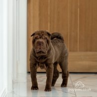 Shar Pei - Both