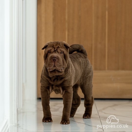 Shar Pei - Both