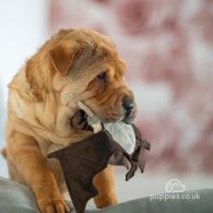 Shar Pei - Both