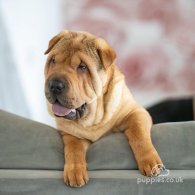 Shar Pei - Both