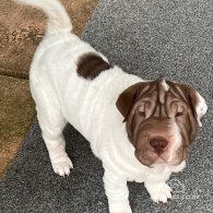 Shar Pei - Both