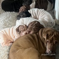 Shar Pei - Both