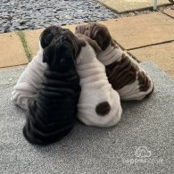 Shar Pei - Both