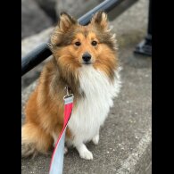 Shetland Sheepdog - Both