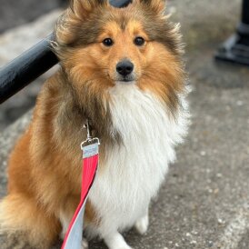 Shetland Sheepdog - Both