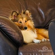 Shetland Sheepdog - Both