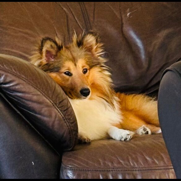 Shetland Sheepdog - Both