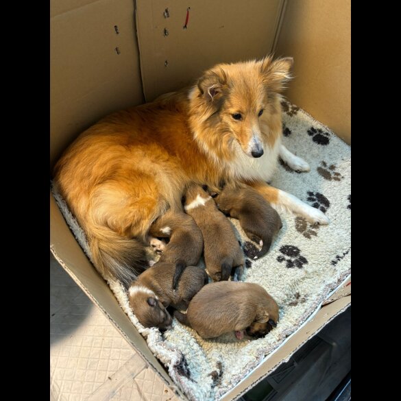 Shetland Sheepdog - Both