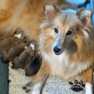 Shetland Sheepdog - Both