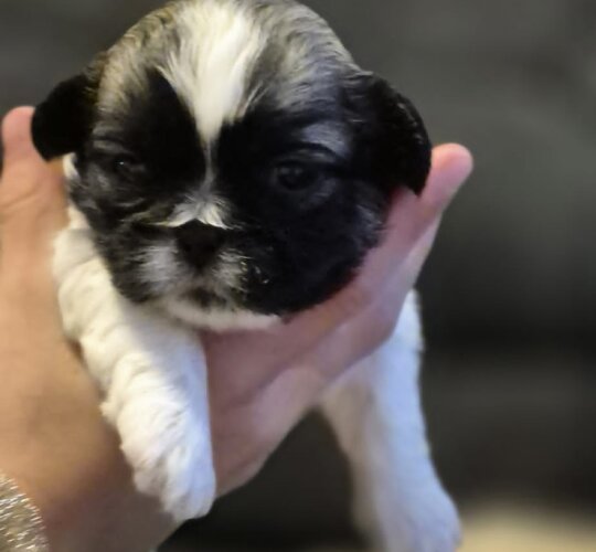 Shih Tzu