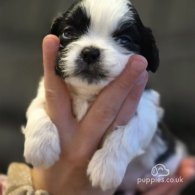 Shih Tzu - Dogs