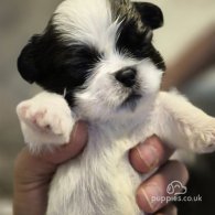 Shih Tzu - Dogs