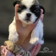 Shih Tzu - Dogs