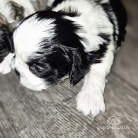 Shih Tzu - Dogs