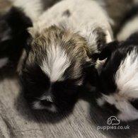 Shih Tzu - Dogs