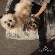 Shih Tzu - Dogs