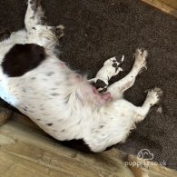 Sprocker Spaniel - Both