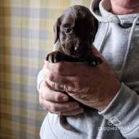 Sprocker Spaniel - Both