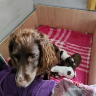 Sprocker Spaniel - Both