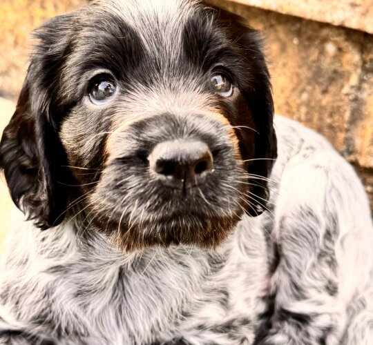 Sprocker Spaniel