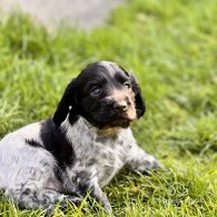 Sprocker Spaniel - Both