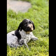 Sprocker Spaniel - Both