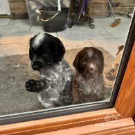 Sprocker Spaniel - Both