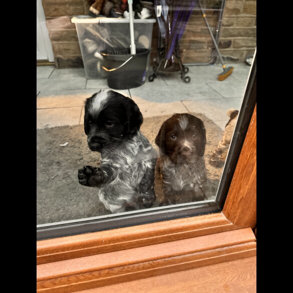 Sprocker Spaniel - Both