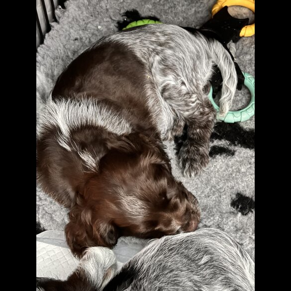 Sprocker Spaniel - Both