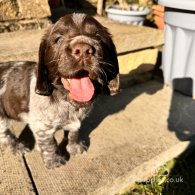 Sprocker Spaniel - Both