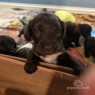 Sprocker Spaniel - Both