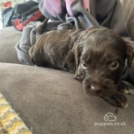 Sprocker Spaniel - Both