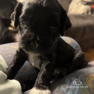 Sprocker Spaniel - Both