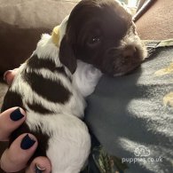 Sprocker Spaniel - Both