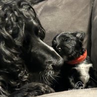 Sprocker Spaniel - Both