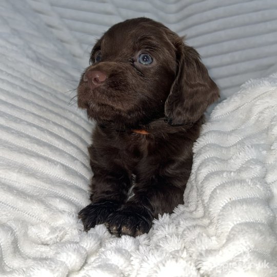 Sprocker Spaniel - Dogs