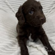 Sprocker Spaniel - Dogs