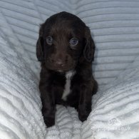 Sprocker Spaniel - Dogs