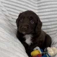 Sprocker Spaniel - Dogs