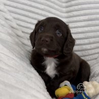 Sprocker Spaniel - Dogs