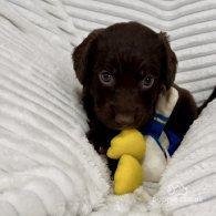 Sprocker Spaniel - Dogs