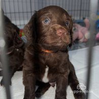 Sprocker Spaniel - Dogs