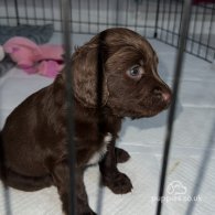 Sprocker Spaniel - Dogs