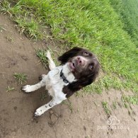 Sprocker Spaniel - Dogs