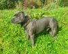 Staffordshire Bull Terrier