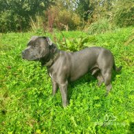 Staffordshire Bull Terrier