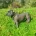 Staffordshire Bull Terrier